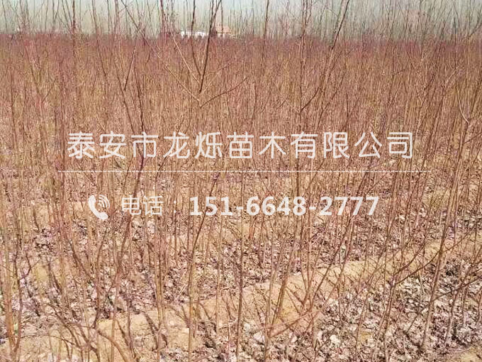凱特杏苗