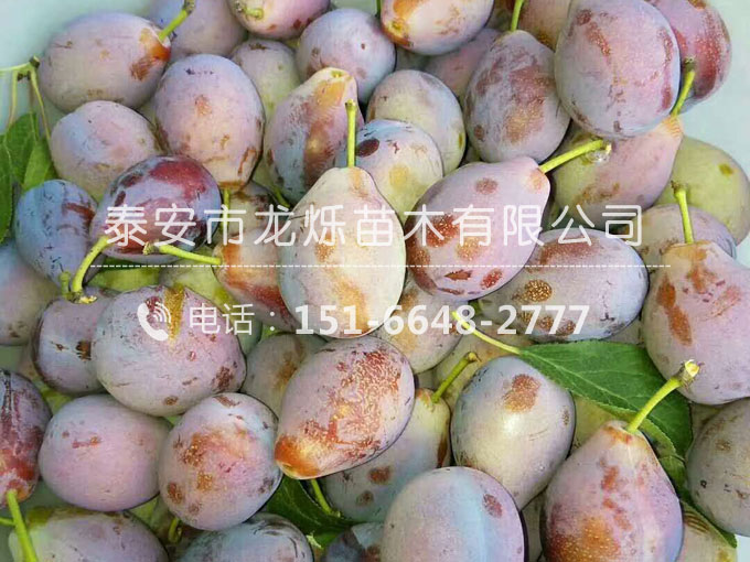 法蘭西西梅李子苗