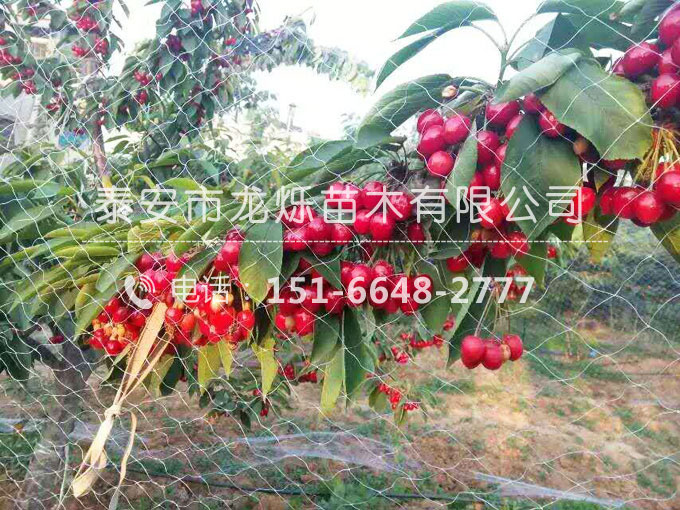 布魯克斯櫻桃苗