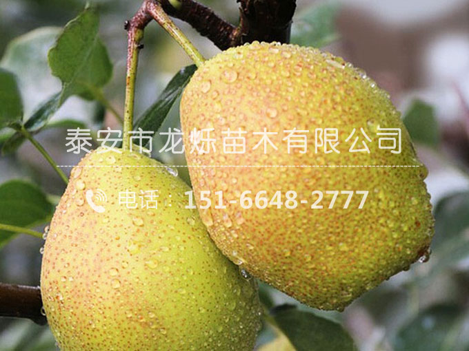 新梨七號梨苗