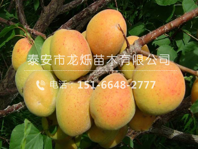 凱特杏苗