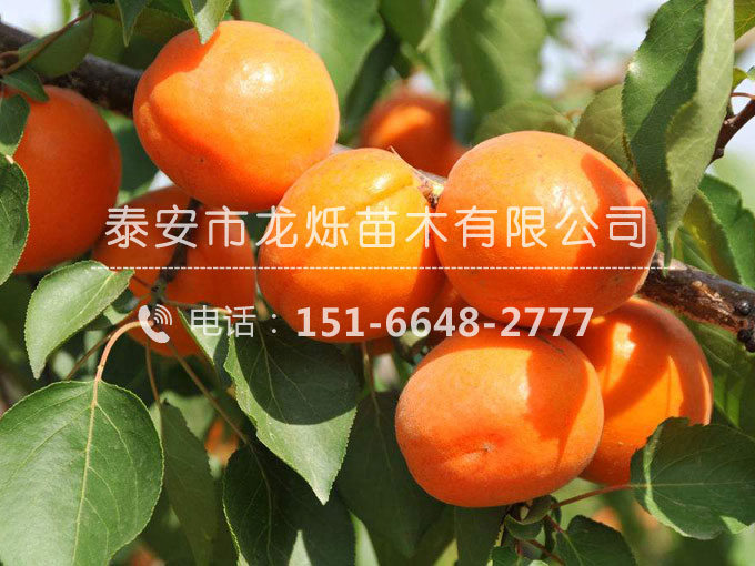 金太陽杏苗
