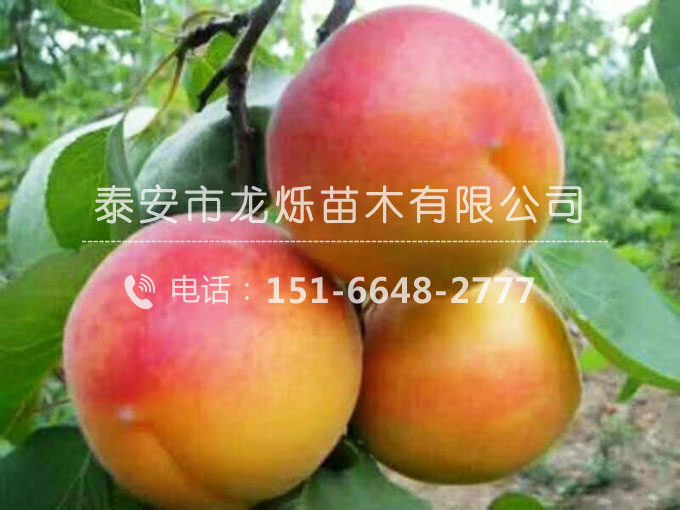 豐園紅杏苗
