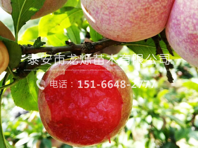 恐龍蛋杏李苗