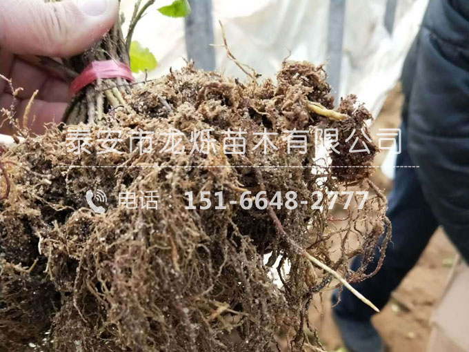 吉塞拉櫻桃矮化苗