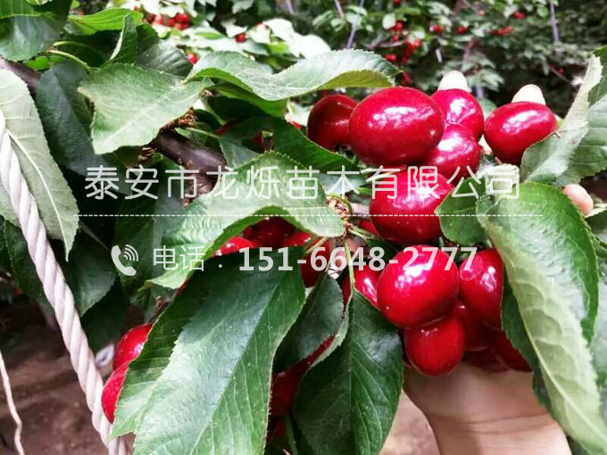 布魯克斯櫻桃苗