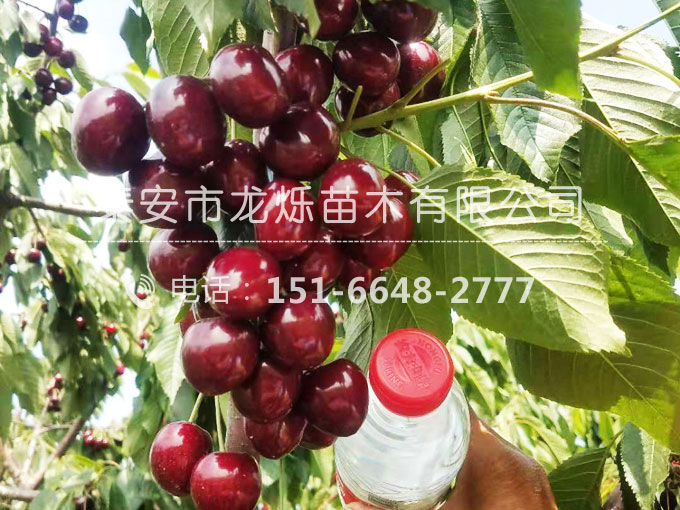 俄羅斯8號櫻桃苗