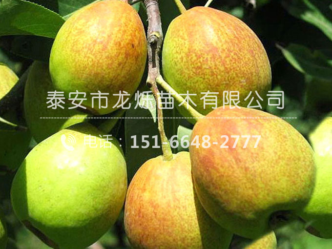 新梨七號梨苗