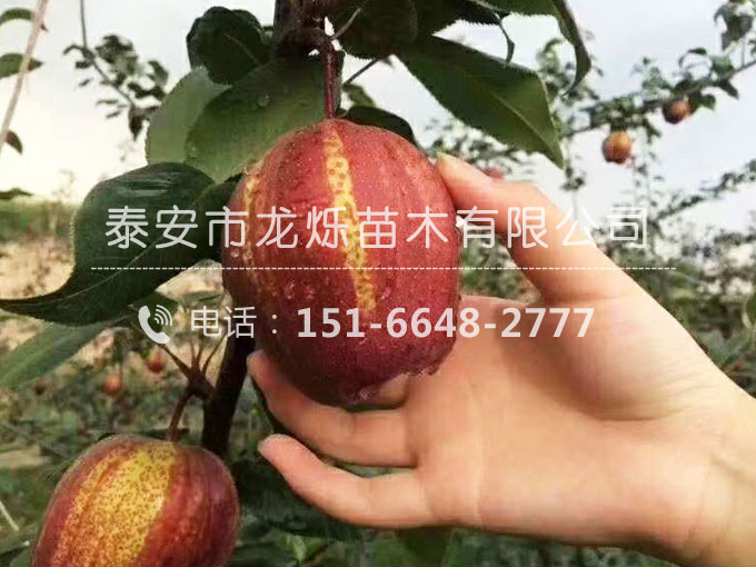 早酥紅梨苗