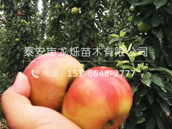 柱狀蘋果苗
