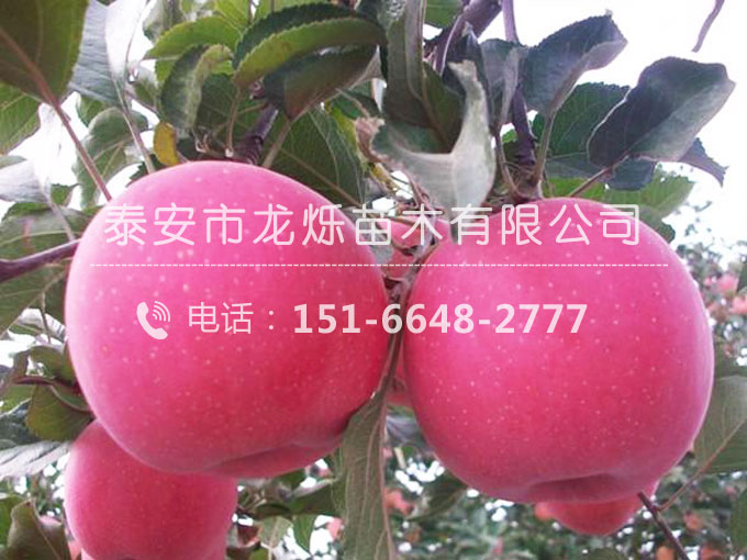 煙富3號蘋果苗