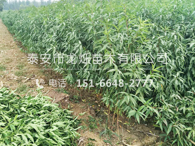 中油蟠7號