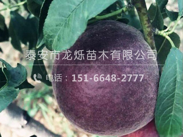 非洲黑妹-優早熟黑桃