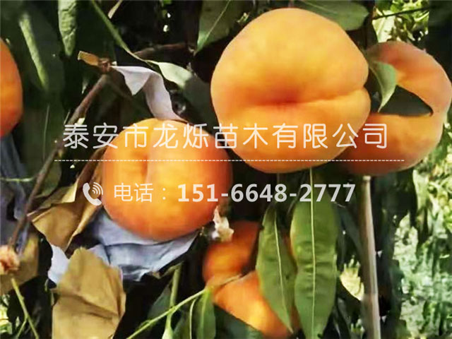 中蟠17號