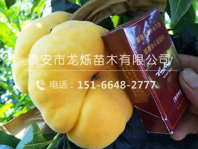 中蟠11號
