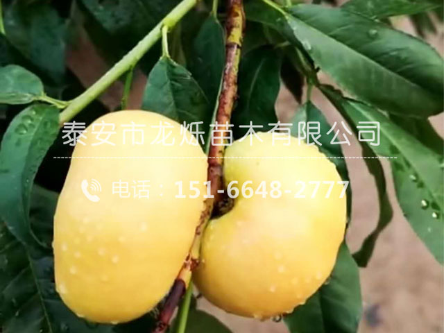 中油蟠13號