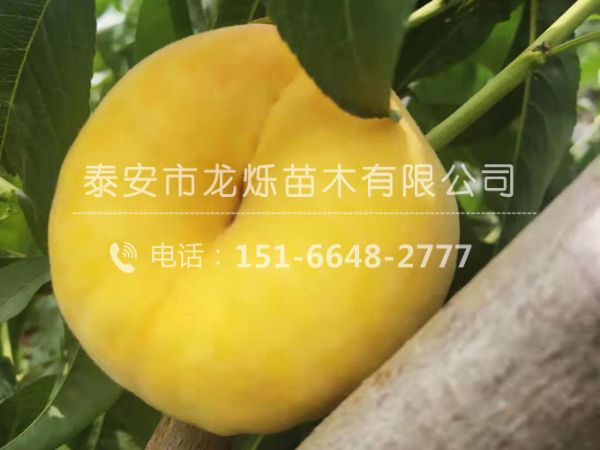 中蟠13號