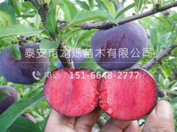 風味玫瑰李子苗
