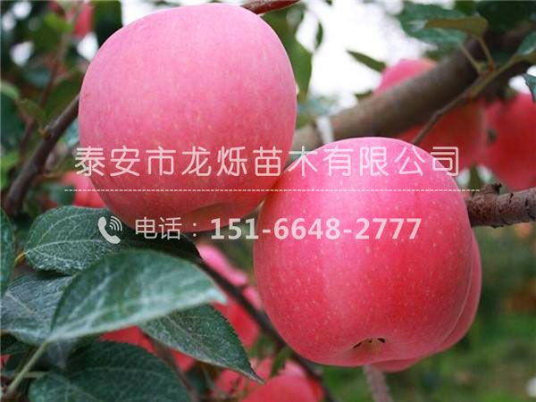 煙富6號蘋果苗