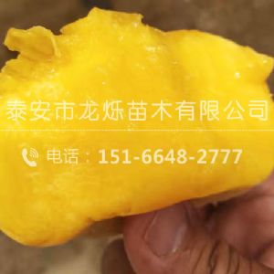 中蟠13號
