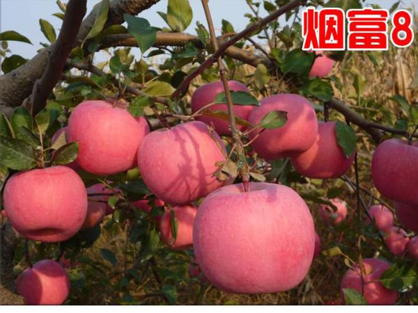 煙富8號蘋果苗