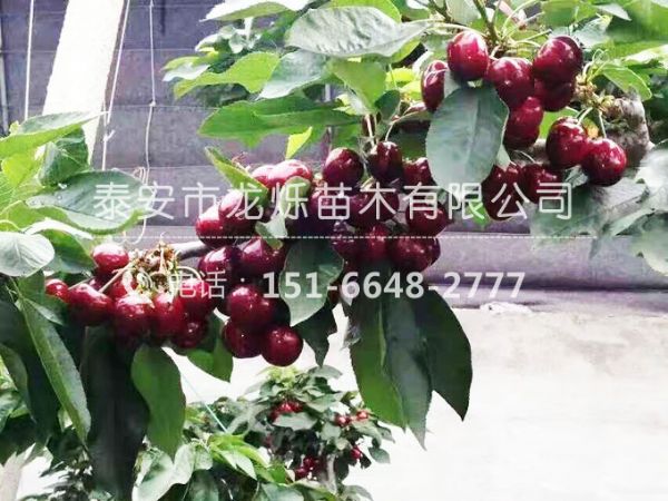 大櫻桃苗嫁接后要怎么管理