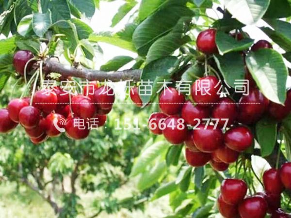 櫻桃苗移栽時出現死苗要如何處理