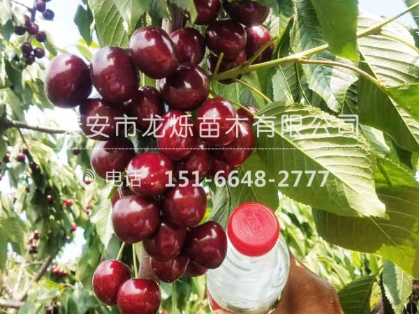 齊早櫻桃苗開花后要如何管理