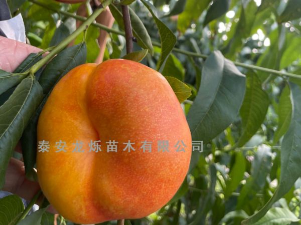 中油蟠9號（油盤7-7）