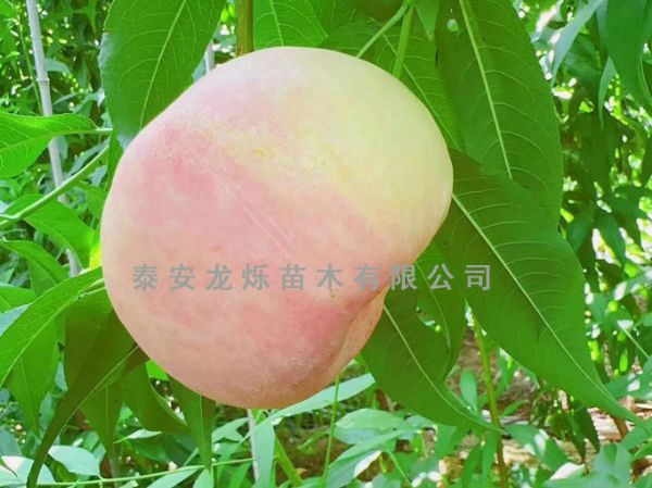 中油蟠6號