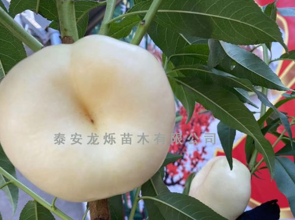 中油蟠8號