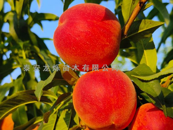 金燦