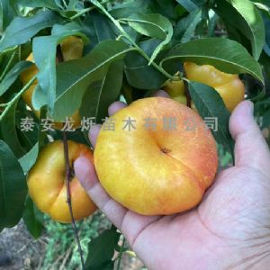 中油蟠7號
